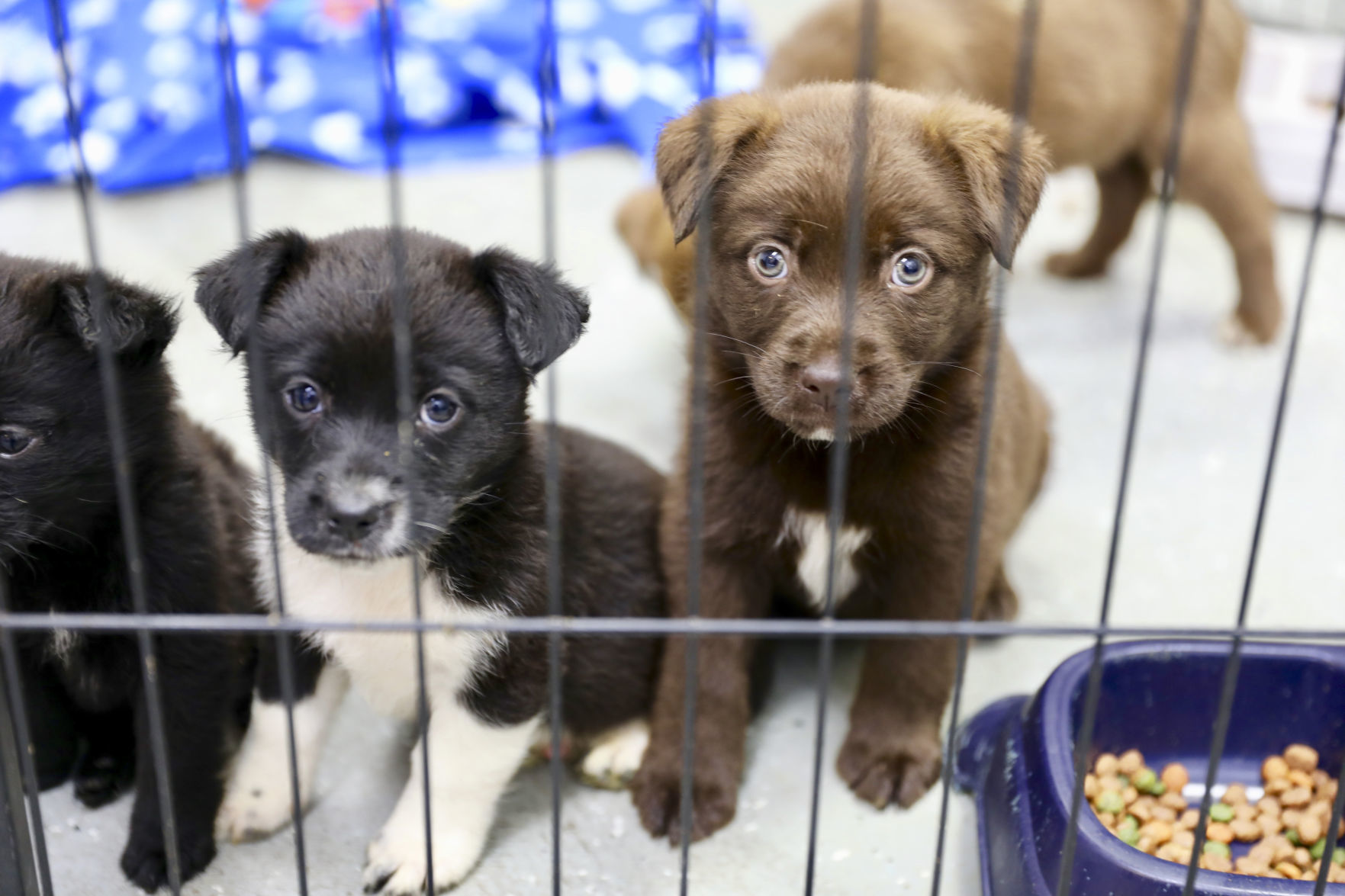 Orangeburg County Animal Shelter
